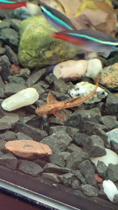 Loricaria zbrojnik czerwony