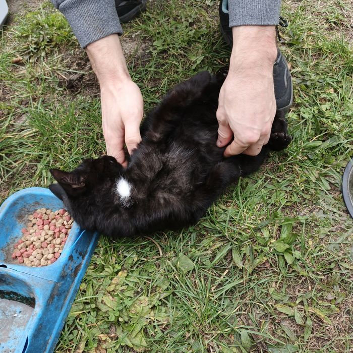 Iddam małego kocurka