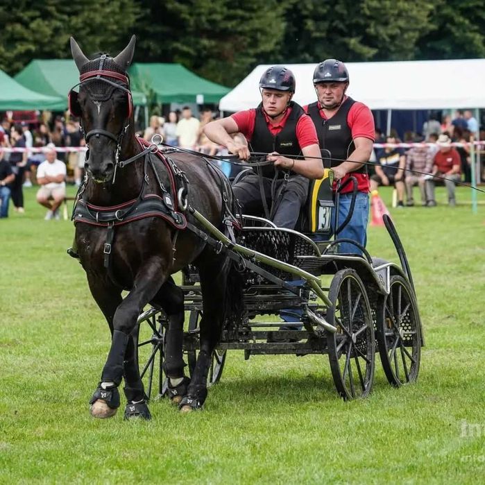 Wałach śląski 6-letni