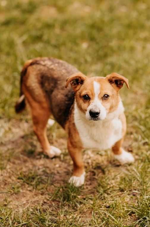 A kuku! Spójrz na mnie, adoptuj mnie, pokochaj mnie...