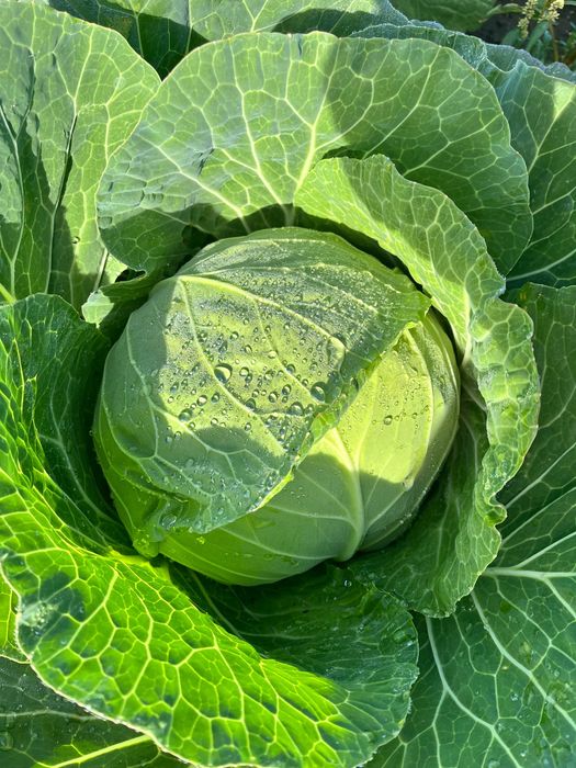 Kapusta głowiasta biala