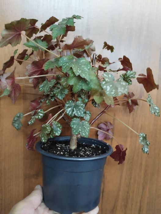 Бегония каудексная Дрега