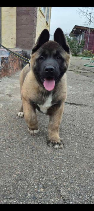 Хлопчик американської акіти 1.5 міс