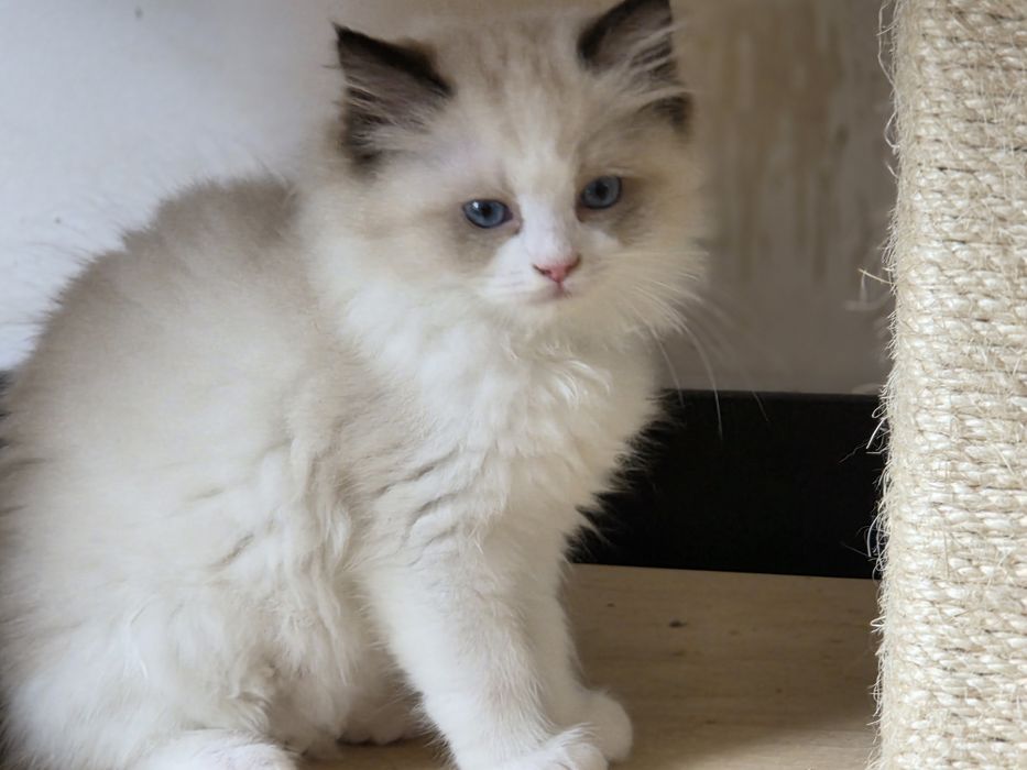 Piękna kotka RAGDOLL z rodowodem FPL