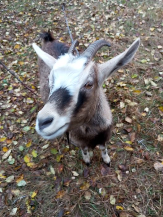 Срочно продам козочок