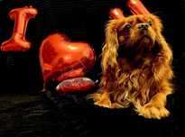 Cavalier Reproduktor: MRI, Genetyka, Echo