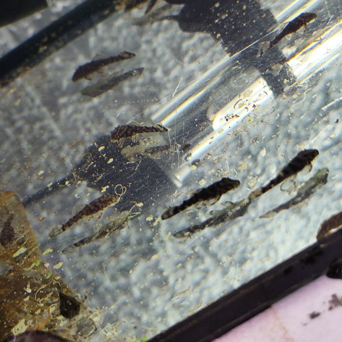 Zbrojnik L519 Ancistrus sp. „Rio Itenez” (Kiefneri II)