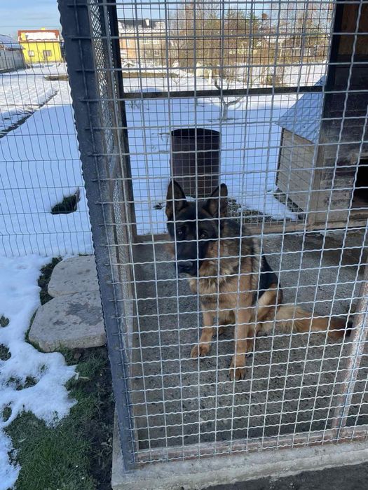 Відам вівчура безкоштовно