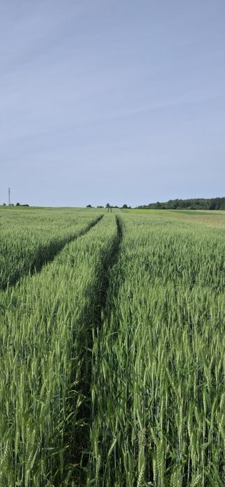 Pszenica ozima wilejka