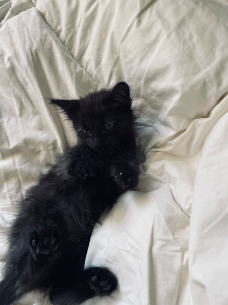 Gata preta com 2 meses