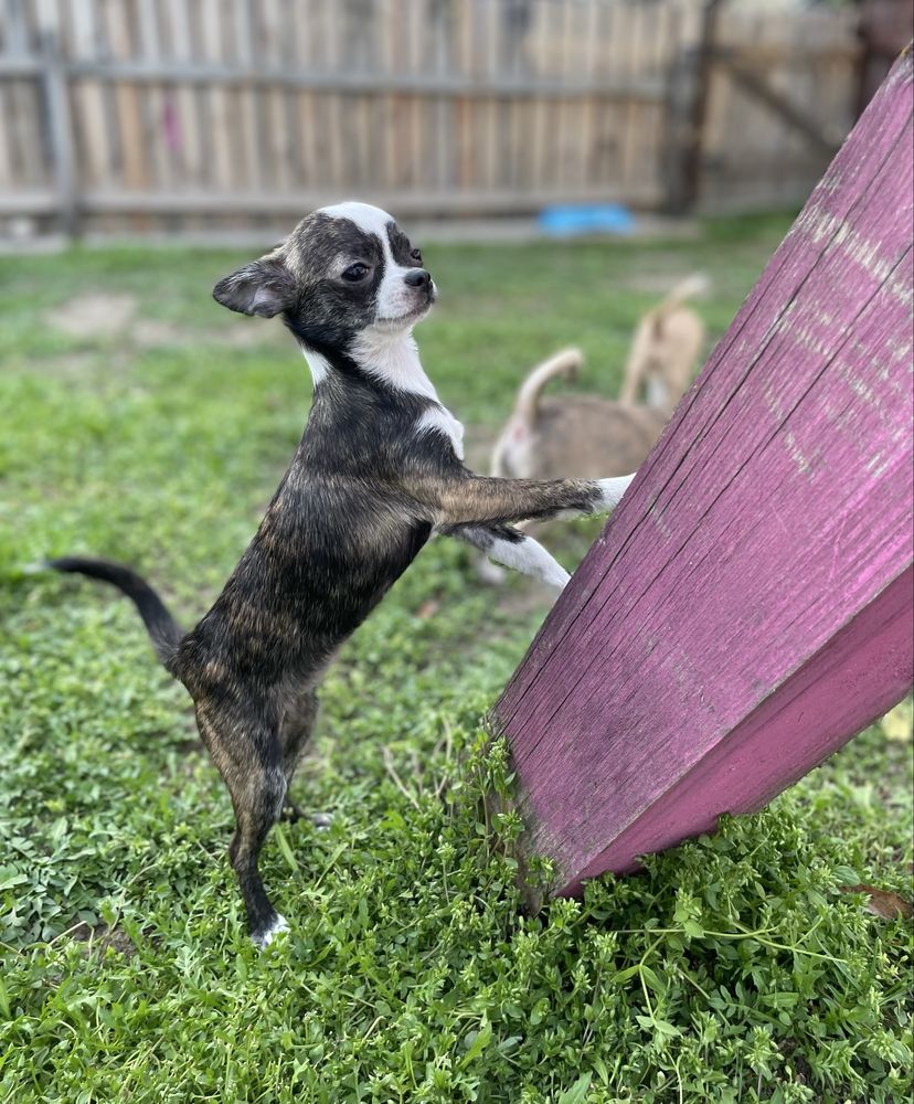 Suczka Chihiuahua Mini ZKwP (FCI)