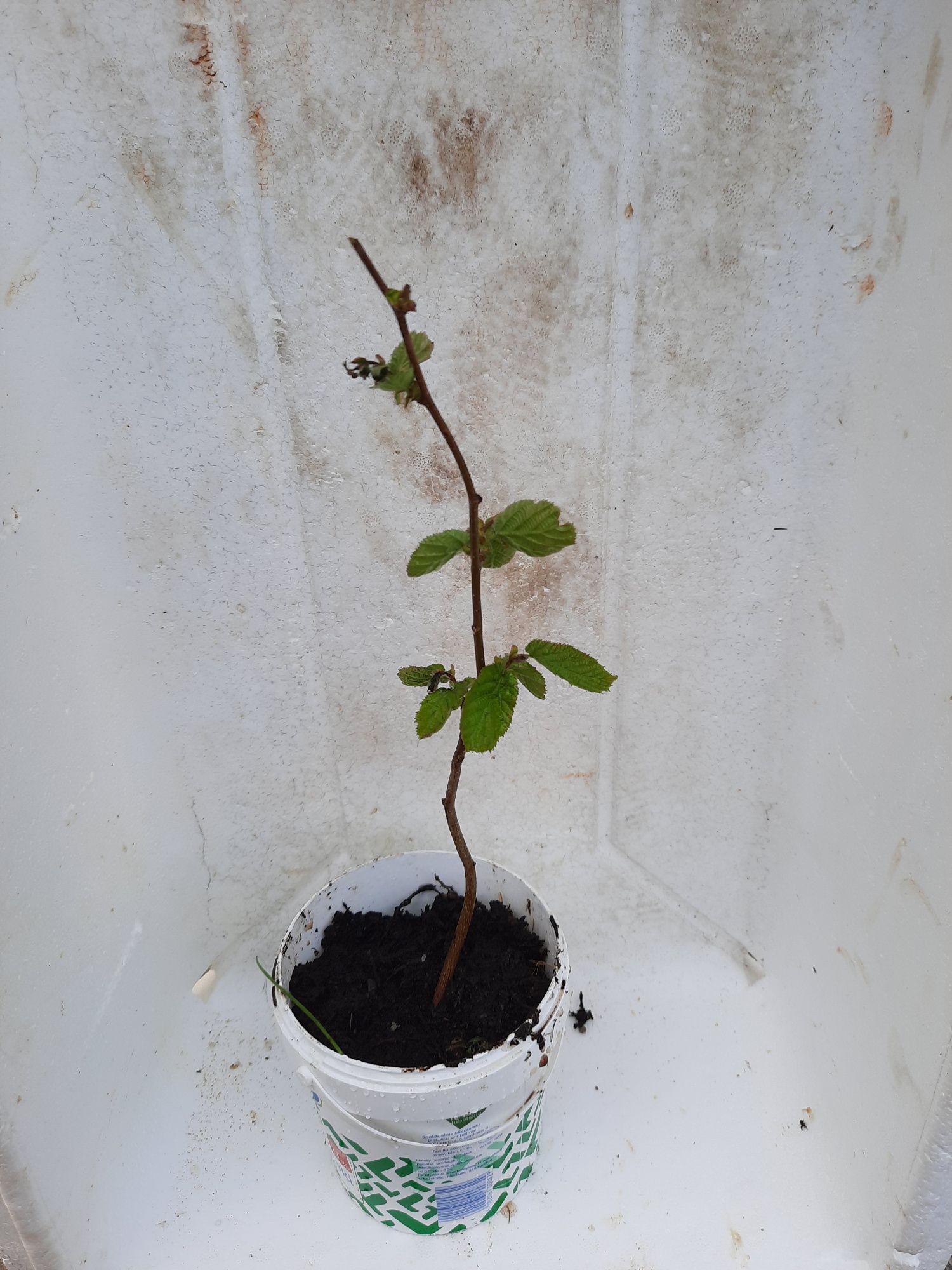 sadzonki drzew leszczyna, dąb, aronia, bergenia, brzoza i wiele innyc
