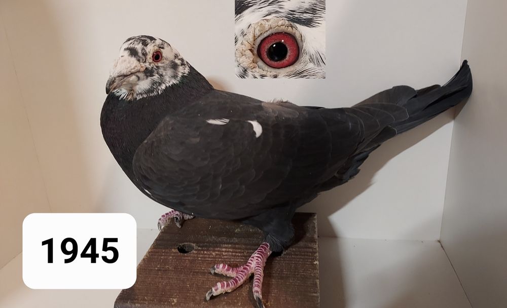 Gołębie Pocztowe Lini Scherens Vangramberen Samiec 2020