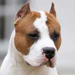 Miot P amstaff FCI po championach