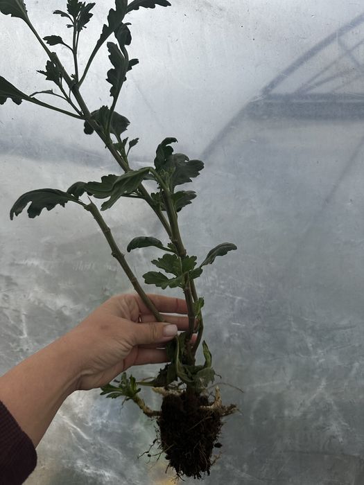 Маточники одноголової хризантеми