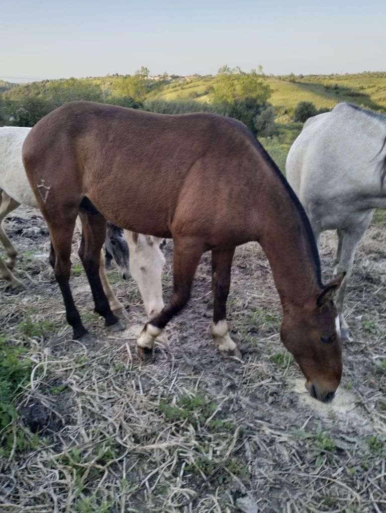 Vendo cavalos Lusitanos, éguas, poldros, poldras (Ler descrição)