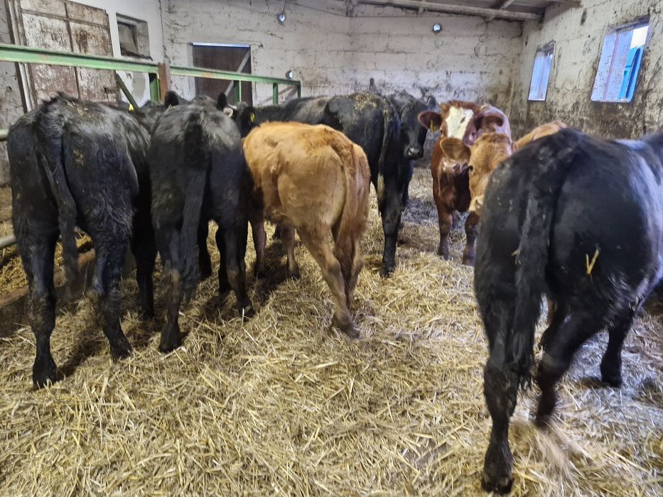 Jałówki odsadki 8 sztuk