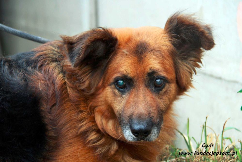 Cydr - patrzy sercem