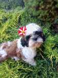 Shih tzu suczka z rodowodem