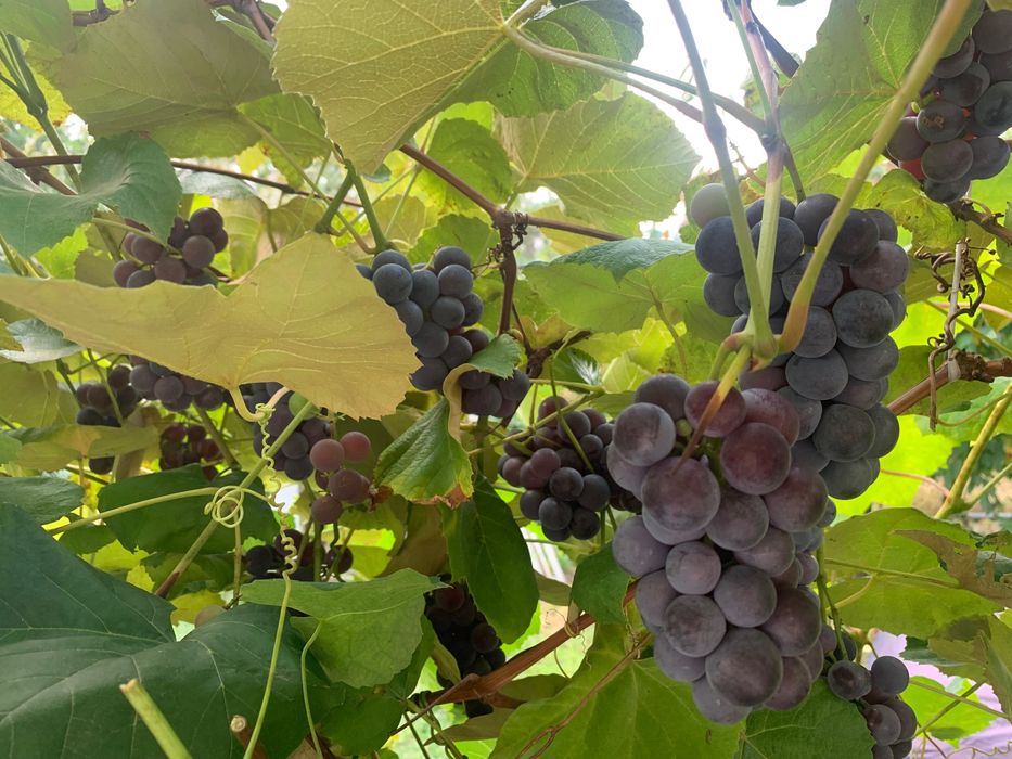 Winogrona na wino i nie tylko