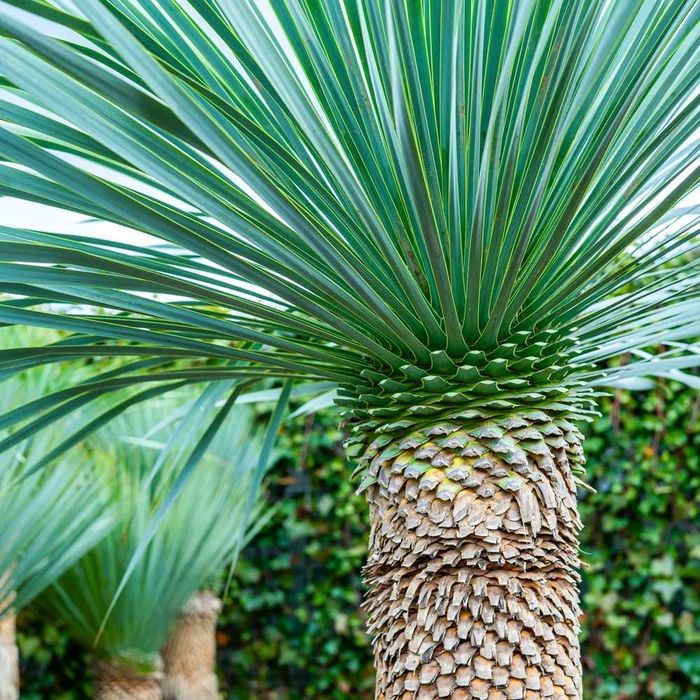 Juka rostrata / Yucca rostrata / ~155cm mrozoodporna!