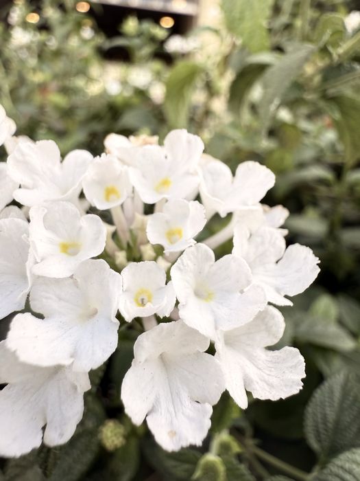 Prestação de serviço