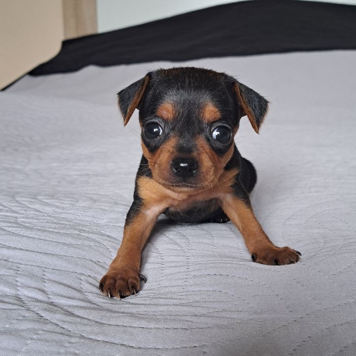 Pinczer miniaturowy xxs