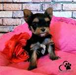 Suczka Yorkshire terrier - malutka !!! cudownej urody, rod ZKwP=FCI