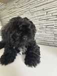 Szczenaczek Shihtzu sunia