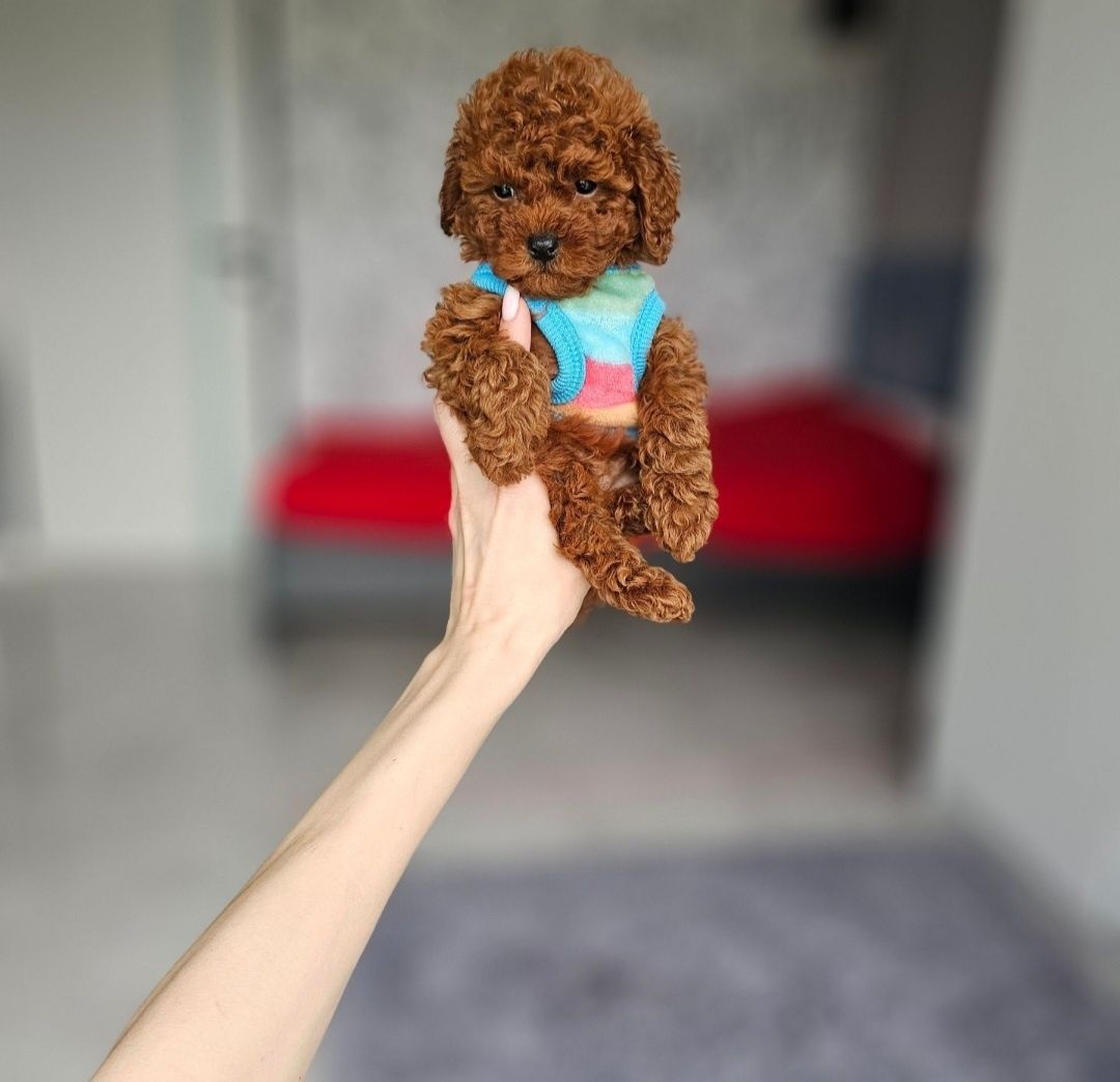 Pudel Toy Zjawiskowy Chłopczyk Red Brown