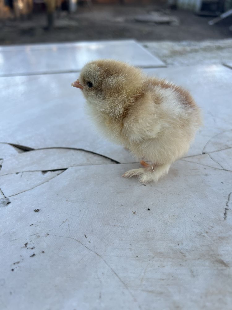 Ovos brahma red pyle