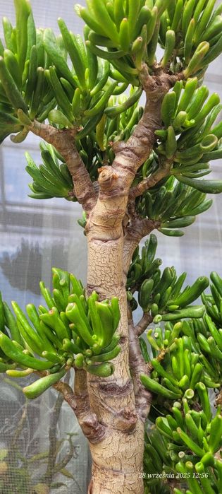 Hobbit crassula  grubosz mega okaz 65cm