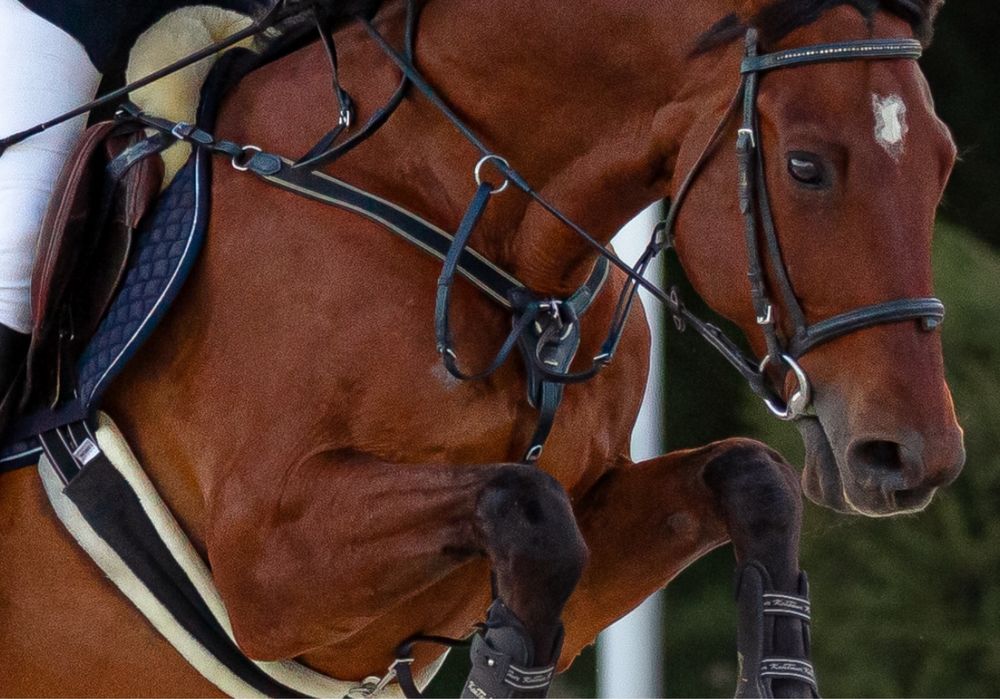 napierśnik 3-punktowy z gumami firmy horka