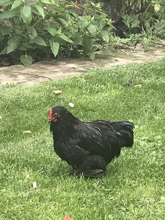 Продаю кури Карликові кокінхіни