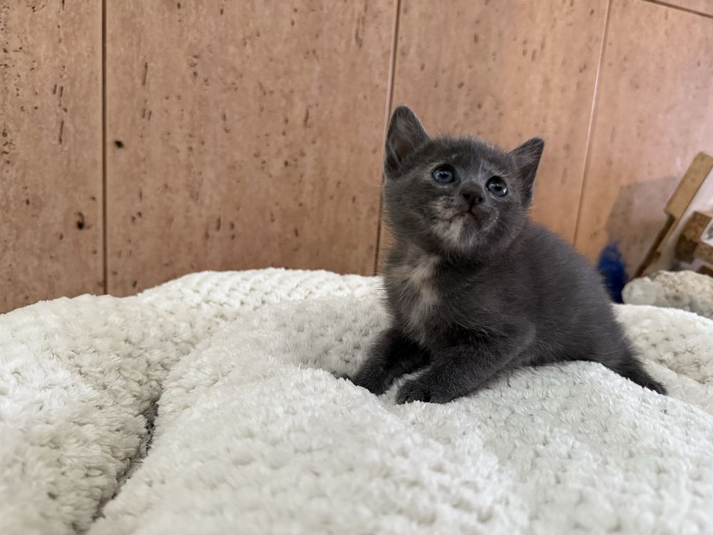 RESERVADA- Gatinha Femea para adoptar