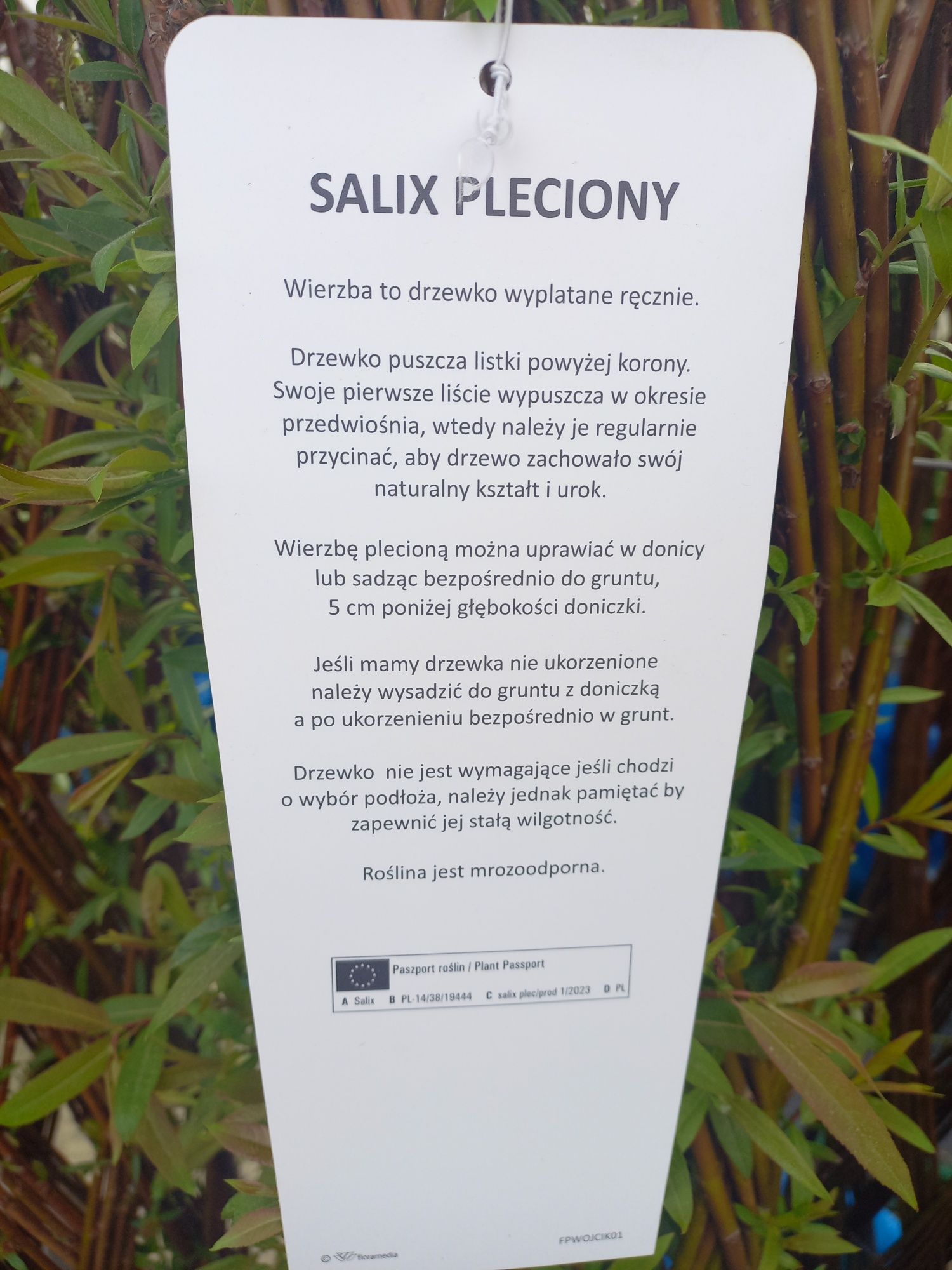 Wierzby plecione salix