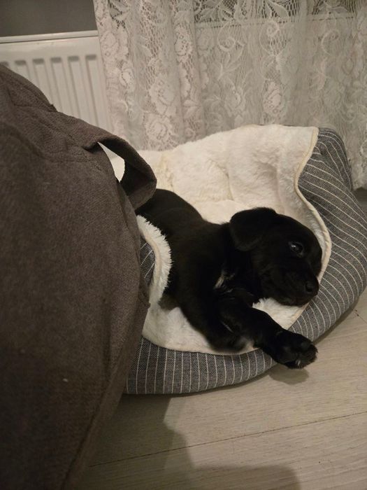 Цуценя спаніель (дівчатка)