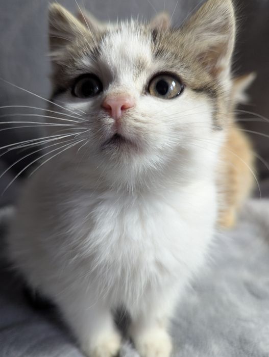 Кошенята шукають домівку