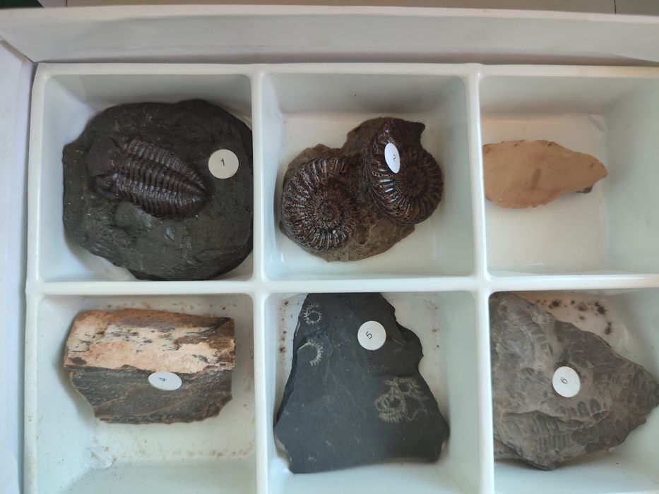 Fósseis - material escolar