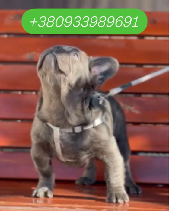 Флаффи пушистый французик 4 месяца