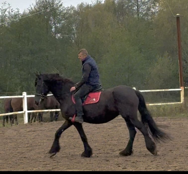 Klacz Fryzyjska ze źrebakiem