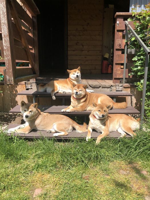 Shiba Inu, sunia TĘCZA Rajsobie(FCI).