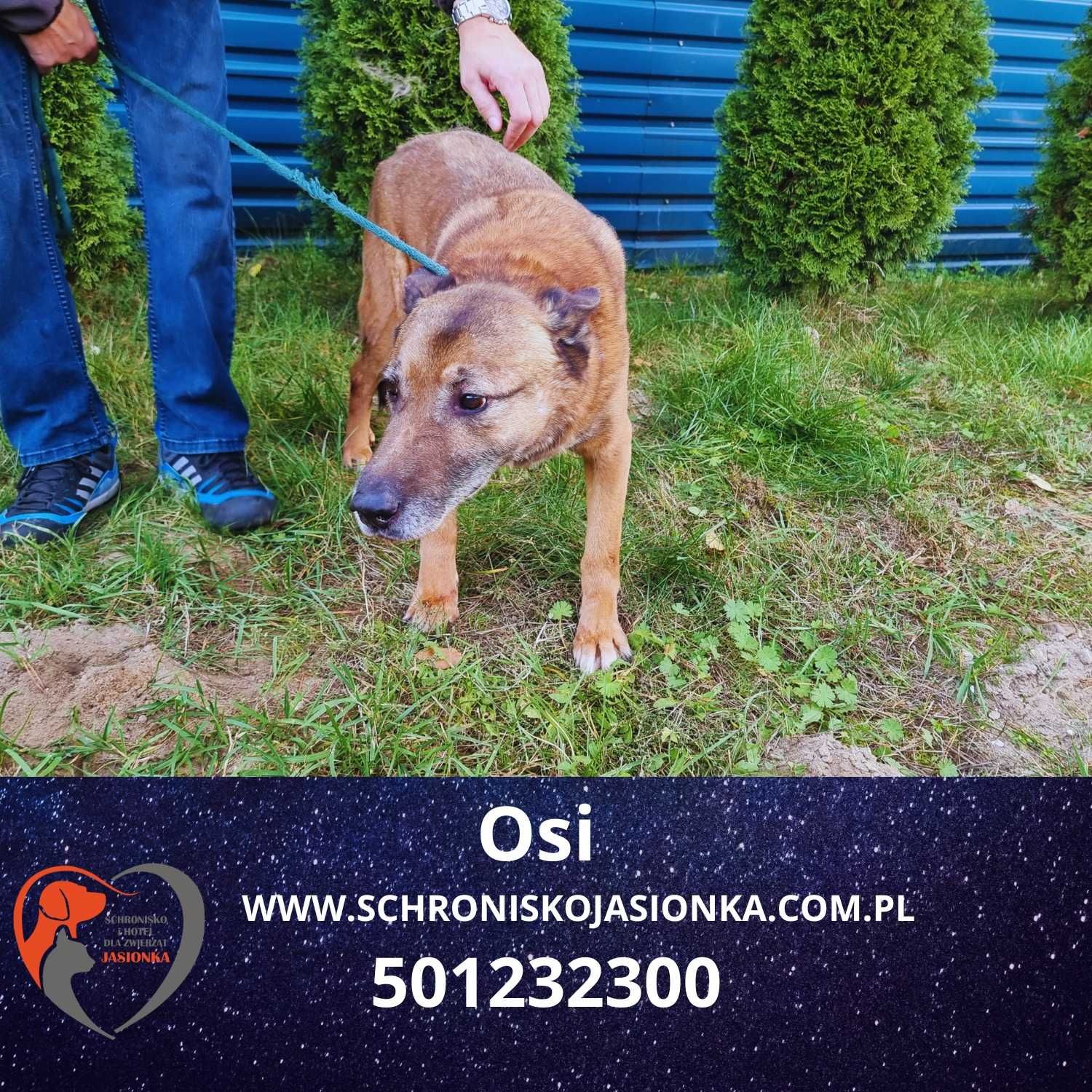owczarek niemiecki Osi w schronisku jasionka