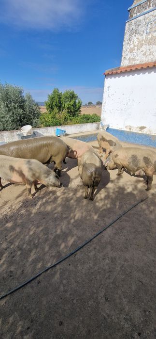 Vendo 6 porcas bisaro e 1 macho