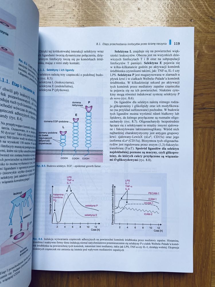 Immunologia Gołąb