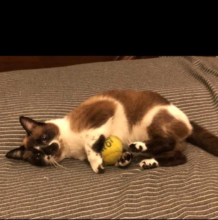 Gatinhos com mais de 4 meses para adoção responsável