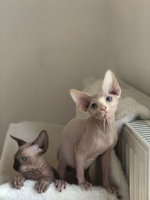 Братики канадики