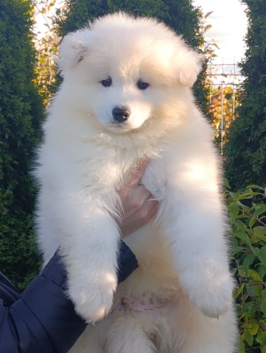 Samojed samoyed FCI Badania DNA