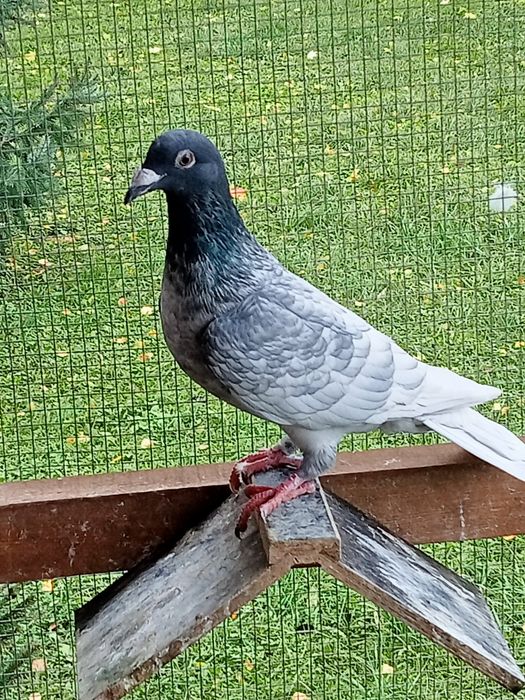 Gołębie pocztowe Andaluzy