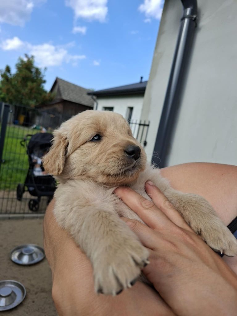Piesek Golden Retriever